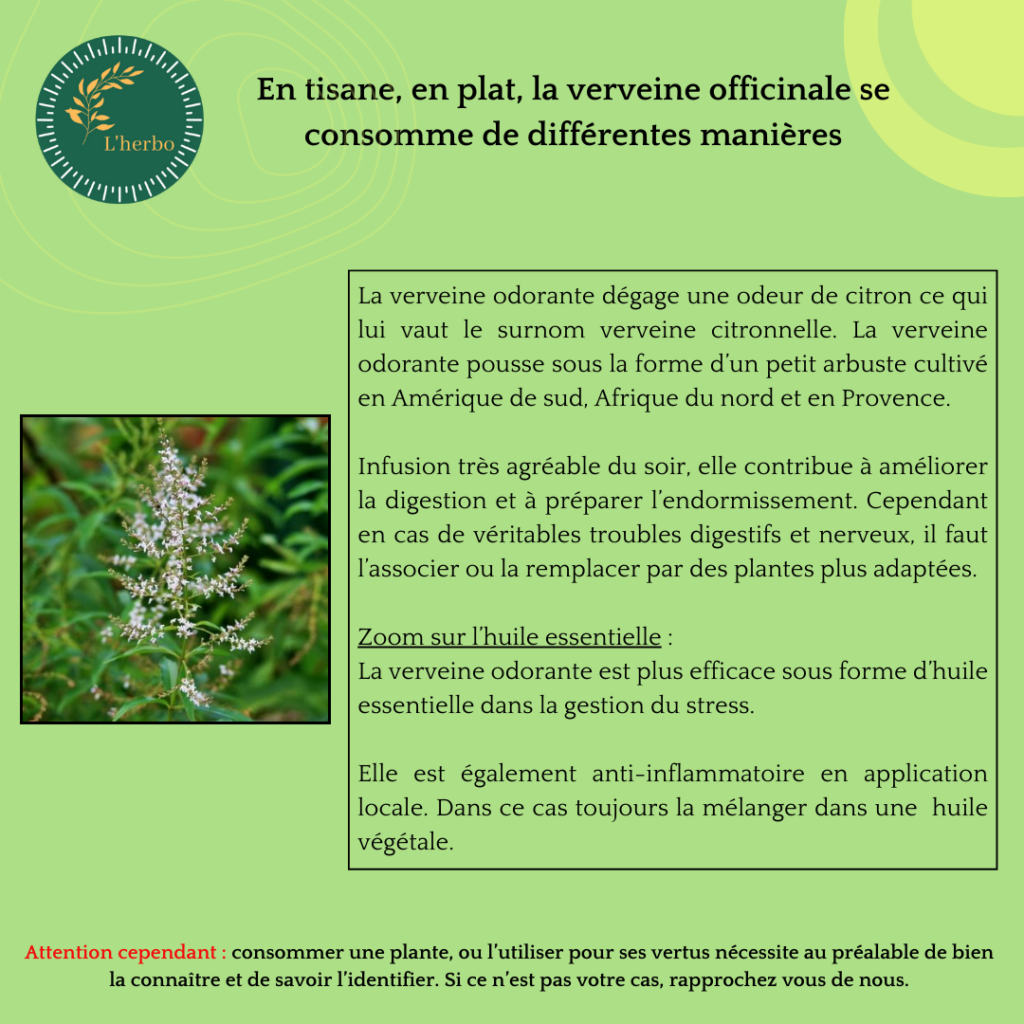 verveine odorante plante vrac, publication facebook et isntagram