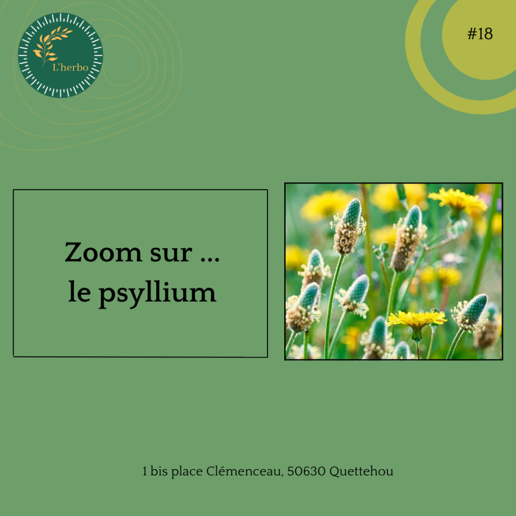 psyllium plante vrac publication facebook et instagram