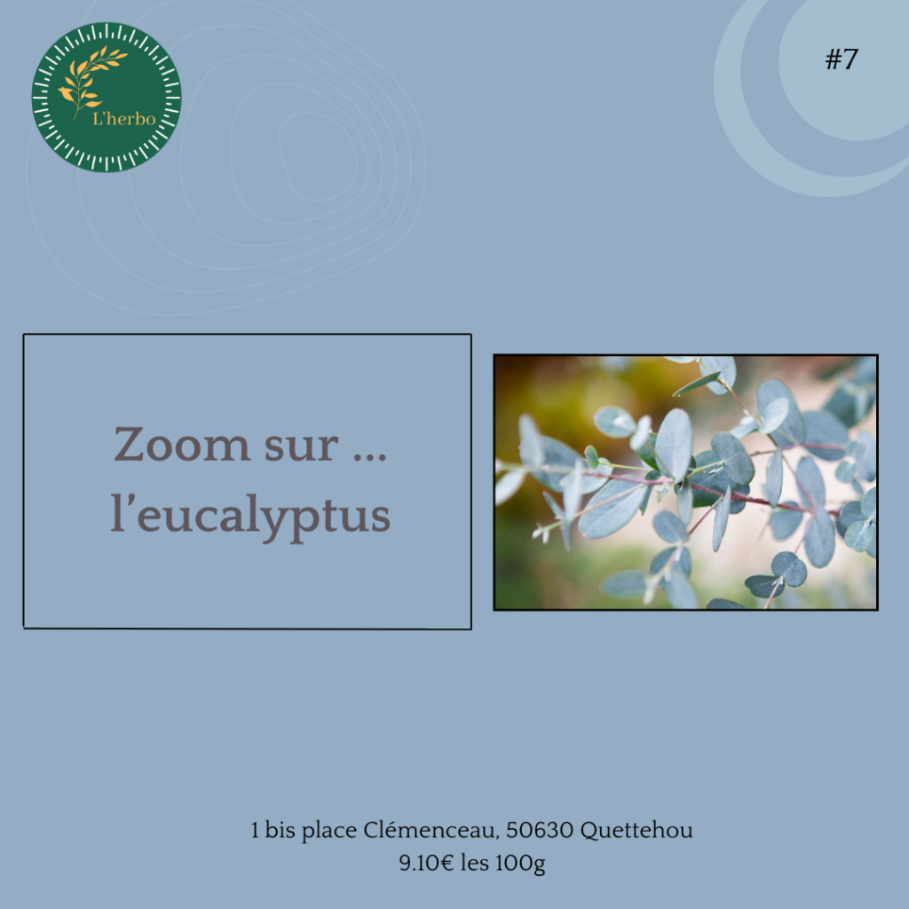 eucalyptus plante vrac publication facebook et instagram