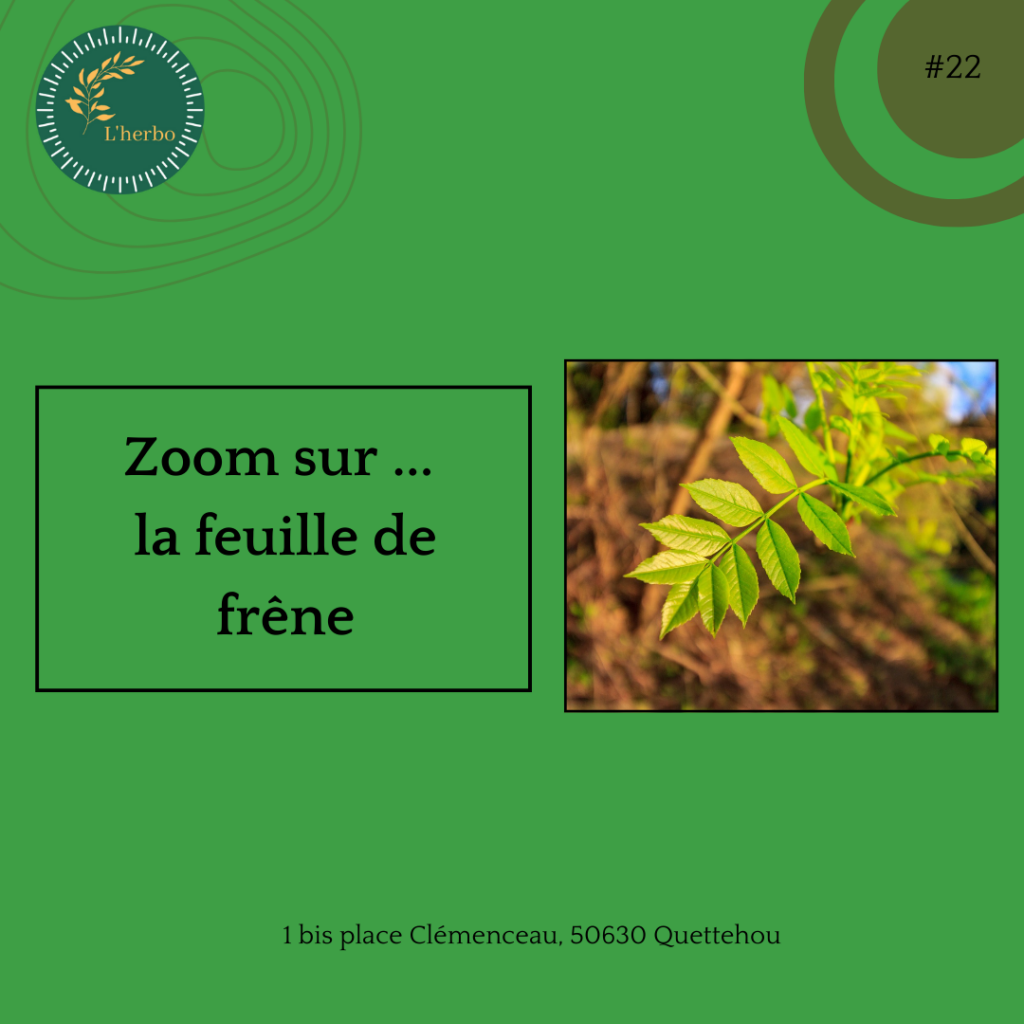 feuille de frêne plante vrac publication facebook et instagram