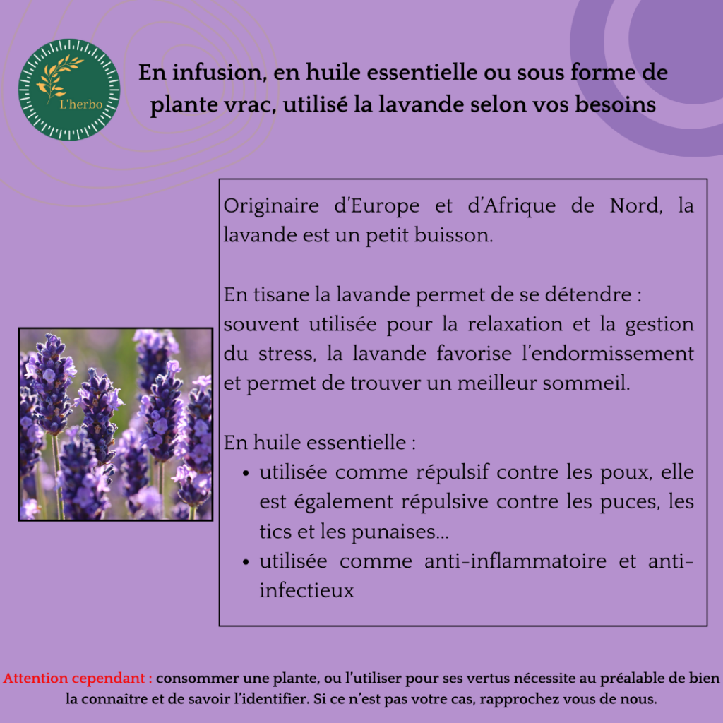 lavande plante vrac publication facebook et instagram