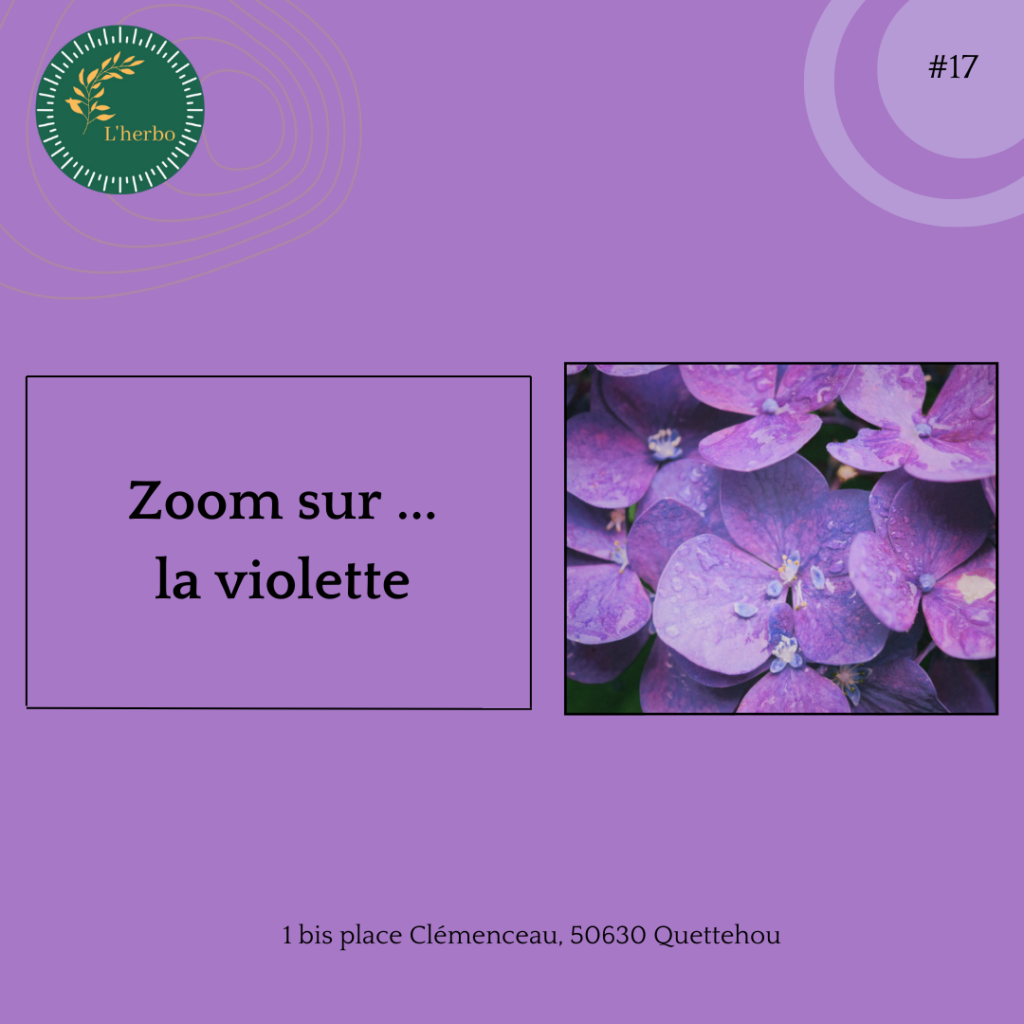 violette  plante vrac publication facebook et instagram