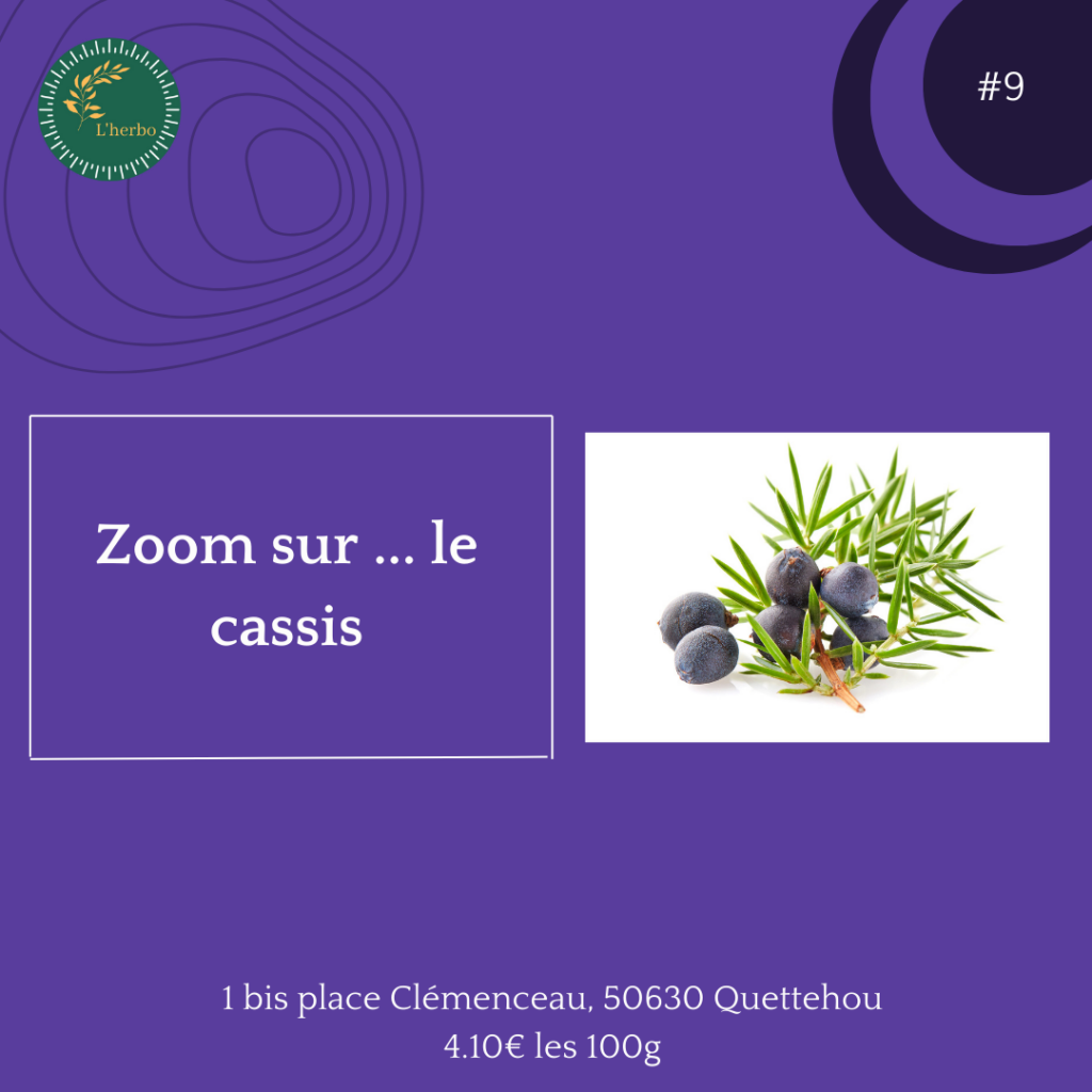 cassis plante vrac publication facebook et instagram