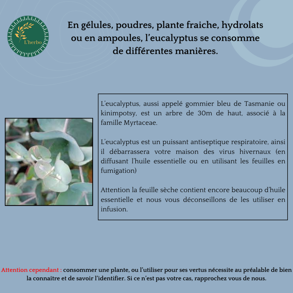 eucalyptus plante vrac publication facebook et instagram