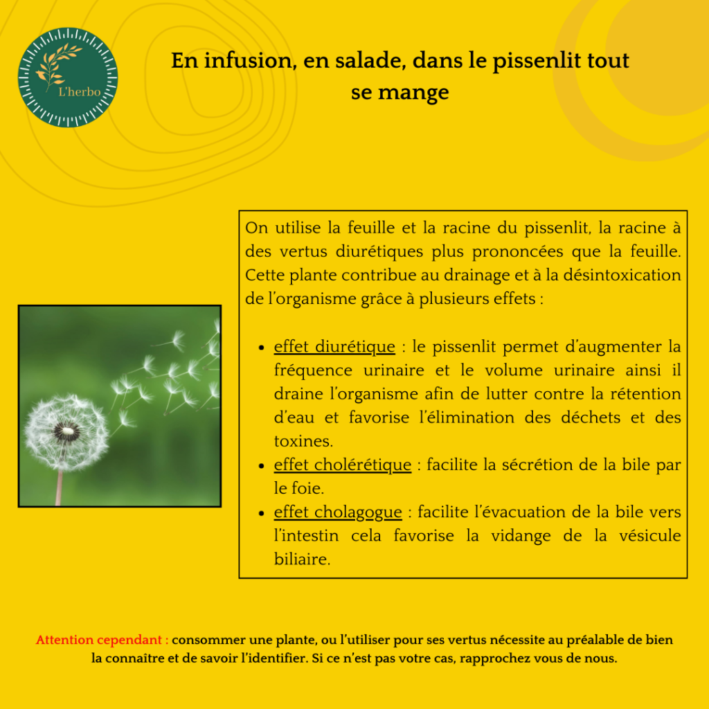 pissenlit plante vrac publication facebook et instagram